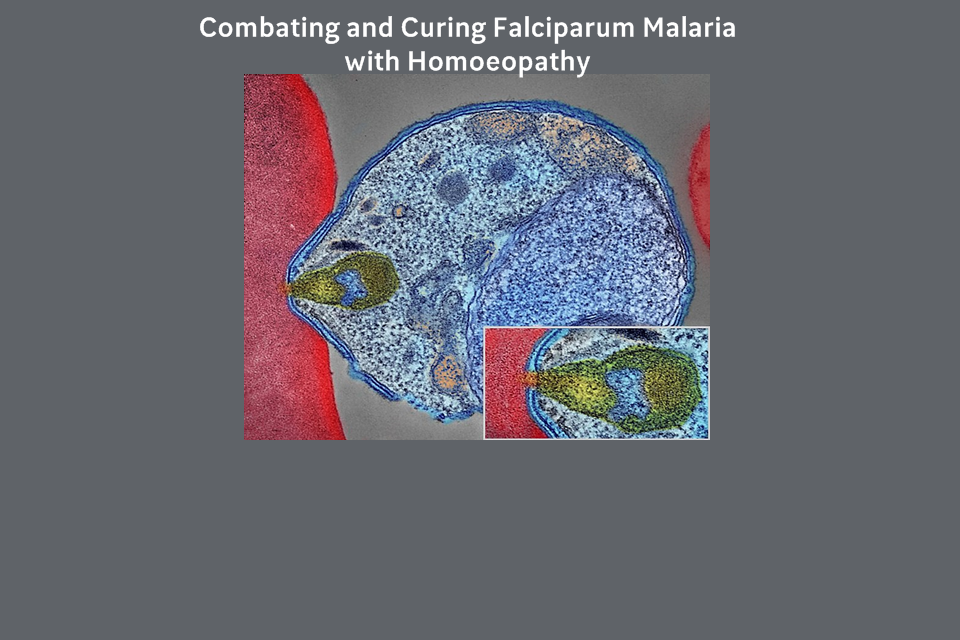 Combating and Curing Falciparum Malaria with Homoeopathy