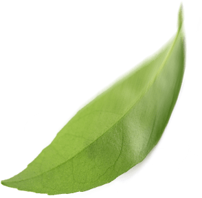 leaf two